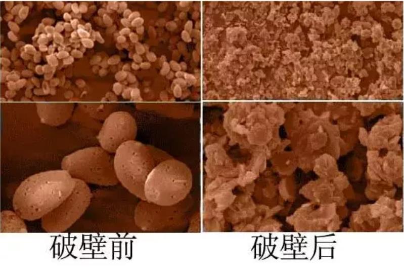 方格破壁灵芝孢子粉，​增强免疫力，自用送礼都是理想选择！